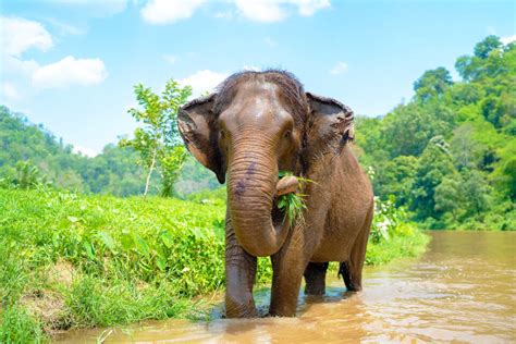 Do Elephants Like Music: Exploring the Symphony of the Savannah